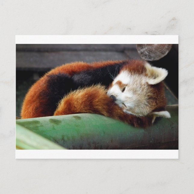 Sleeping Red Panda Postcard (Front)