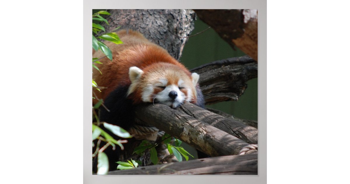 sleeping red pandas