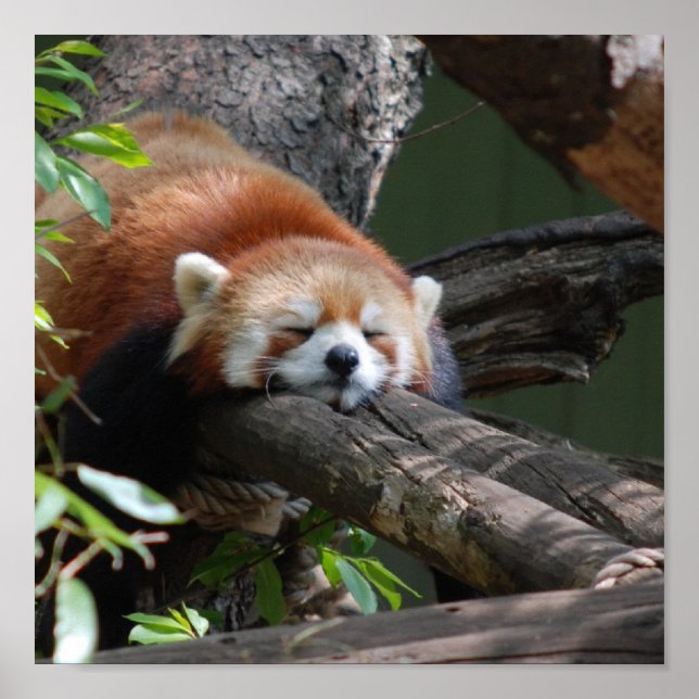 Sleeping Red Panda  Poster (Front)