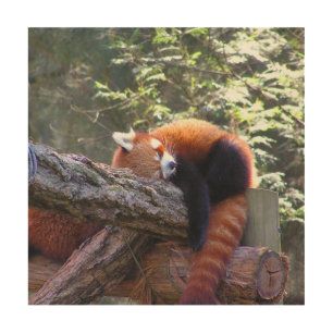 Sleeping Red Panda Wood Wall Art