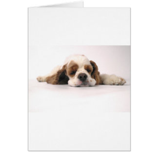 Sleeping Red/White Cocker Spaniel