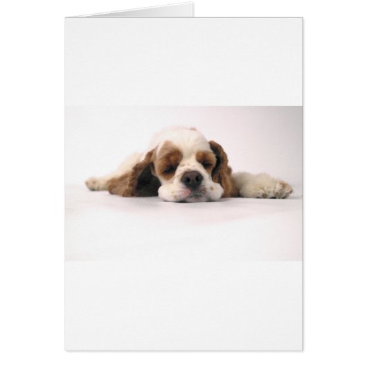 Sleeping Red/White Cocker Spaniel Cards (Front)
