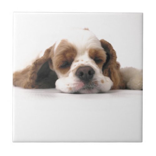 Sleeping RedWhite Cocker Spaniel Ceramic Tile