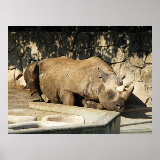 Sleeping Rhino Poster (Front)