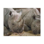 Sleeping Rhinos Postcard