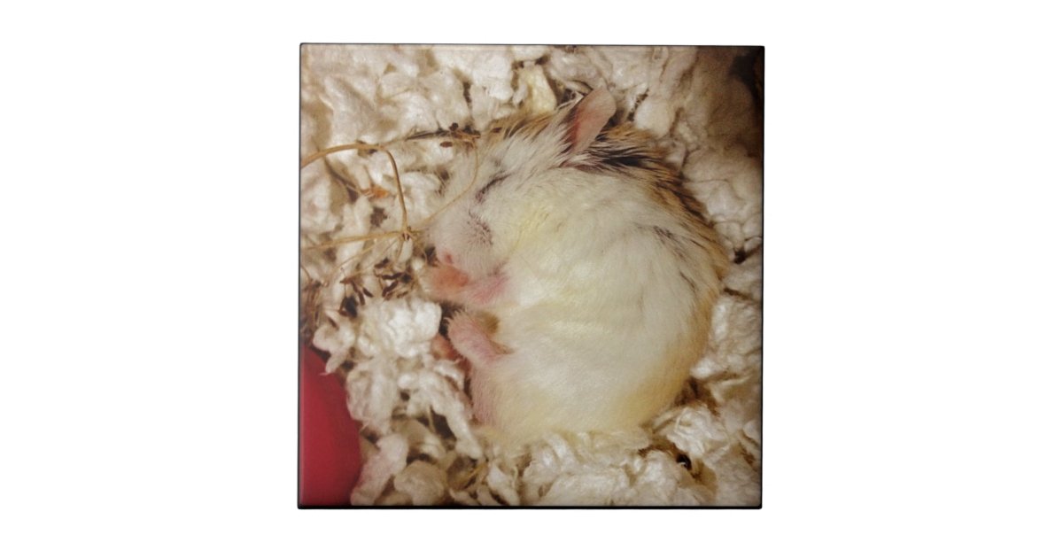 robo dwarf hamster sleeping