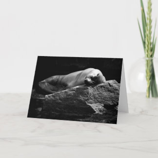 Sleeping Sea Lion .1778 Card