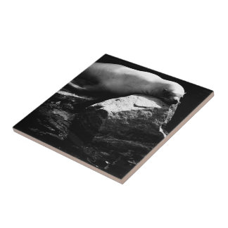 Sleeping Sea Lion .1781 Ceramic Tile