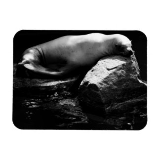 Sleeping Sea Lion .1781 Magnet