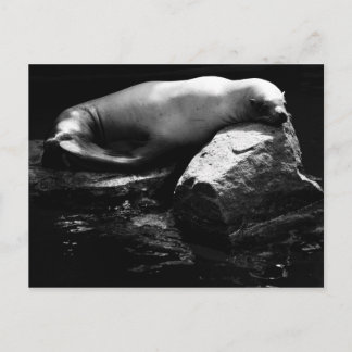 Sleeping Sea Lion .1781 Postcard