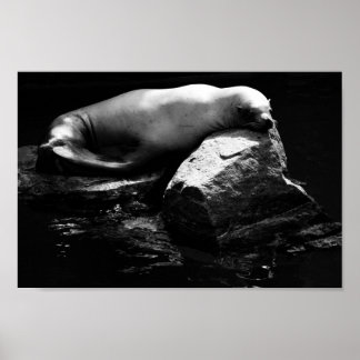 Sleeping Sea Lion .1781 Poster