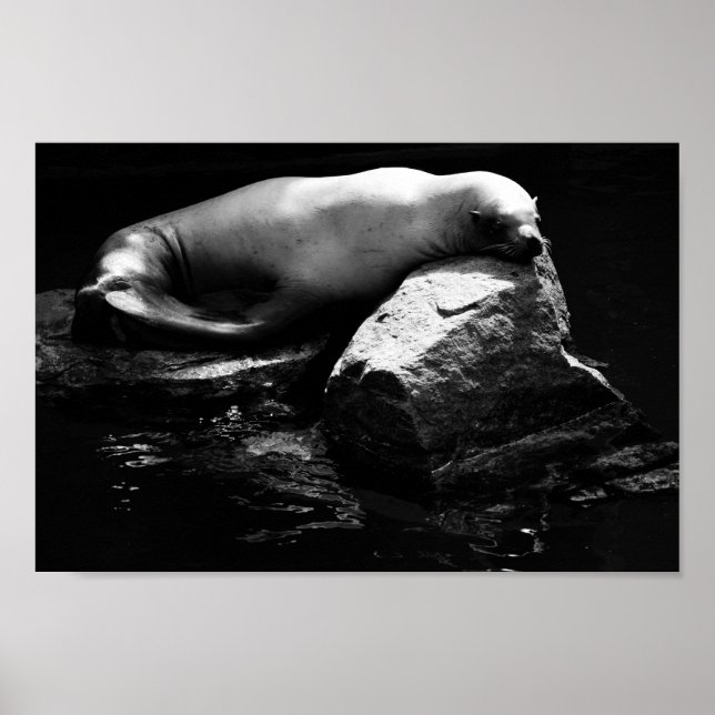 Sleeping Sea Lion .1781 Poster (Front)