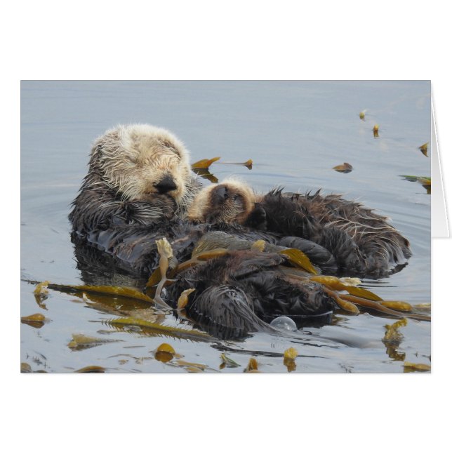 Sleeping Sea Otter Mom and Pup (Front Horizontal)