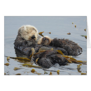 Sleeping Sea Otter Mom and Pup Cards