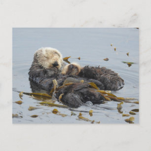 Sleeping sea otter mom and pup postcard