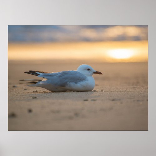 Sleeping seagull Poster