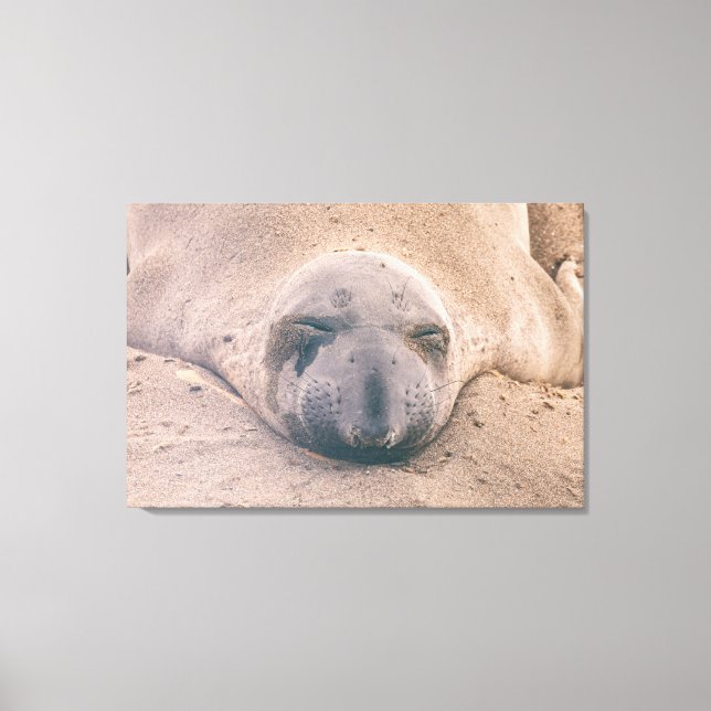 Sleeping Seal Canvas Print (Front)