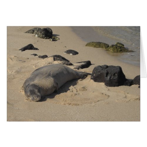 Sleeping Seal On The Beach