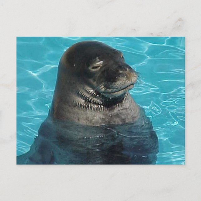 "SLEEPING SEAL" POSTCARD (Front)