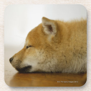 Sleeping Shiba-ken 2 Drink Coaster