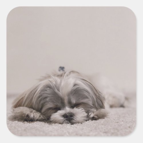 Sleeping Shih tzu Sticker Sleeping Dog Square Sticker