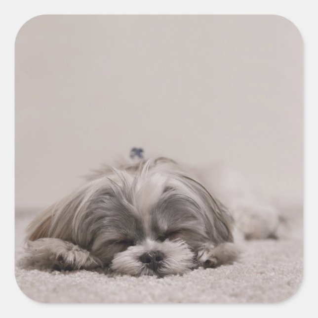Sleeping Shih tzu Sticker, Sleeping Dog Square Sticker (Front)