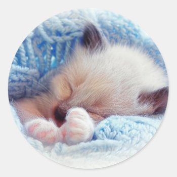 Sleeping Siamese Kitten Paws Classic Round Sticker by PhotographyTKDesigns at Zazzle