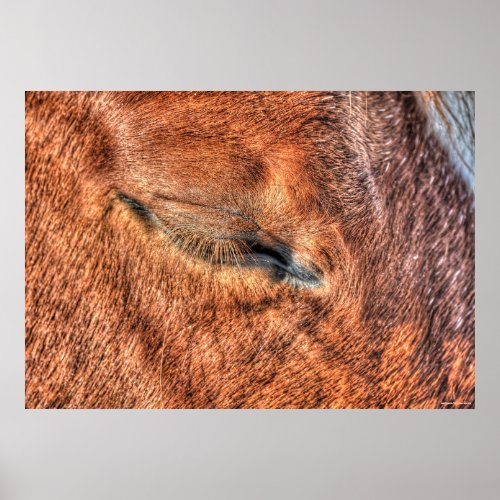 Sleeping Sorrel Horse Eye and Lashes Photo Study Poster
