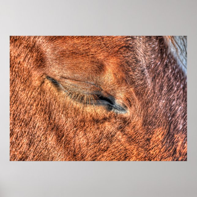 Sleeping Sorrel Horse Eye and Lashes Photo Study Poster (Front)