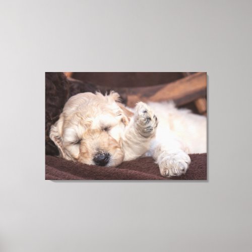 Sleeping Standard Poodle puppy Canvas Print