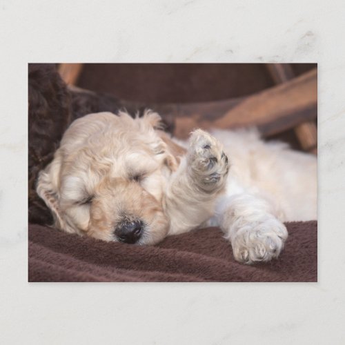Sleeping Standard Poodle puppy Postcard