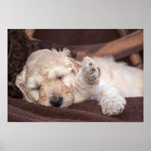 Sleeping Standard Poodle puppy Poster