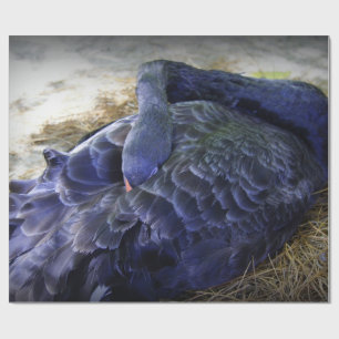 Sleeping Swan Wrapping Paper