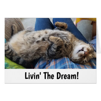 Sleeping Tabby Cat Humor Cards