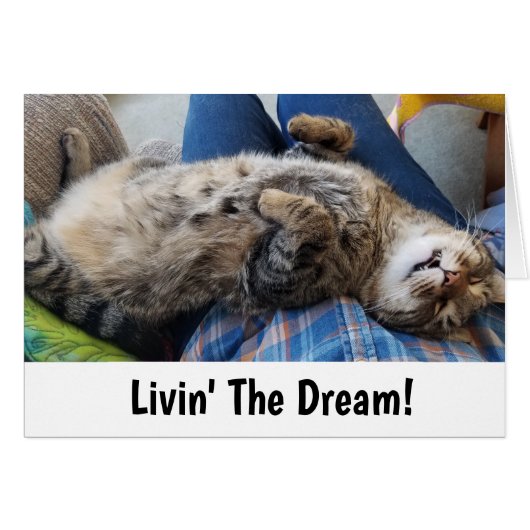 Sleeping Tabby Cat Humor Cards (Front Horizontal)