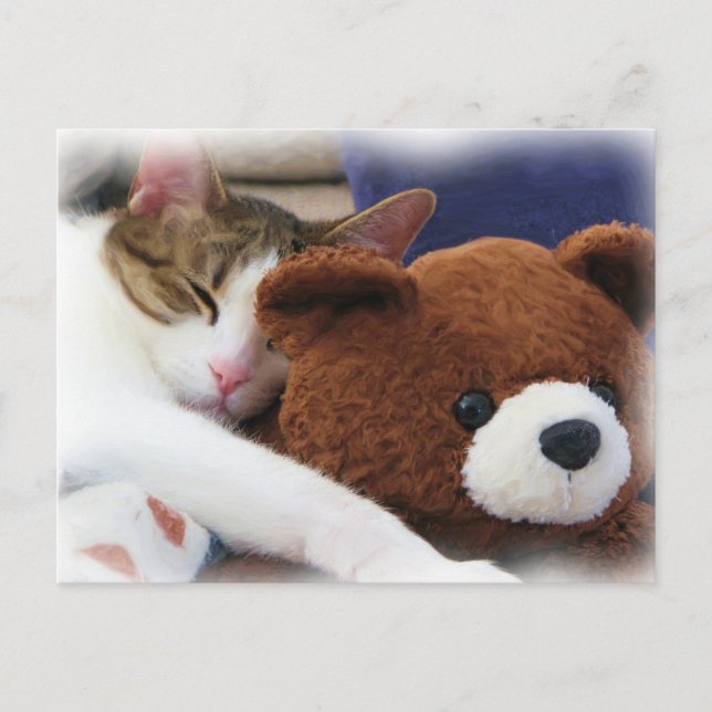Sleeping Tabby Teddy Bear Postcard (Front)