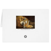 sleeping tiger cards (Back Horizontal)