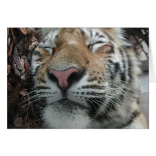 Sleeping Tiger Cards
