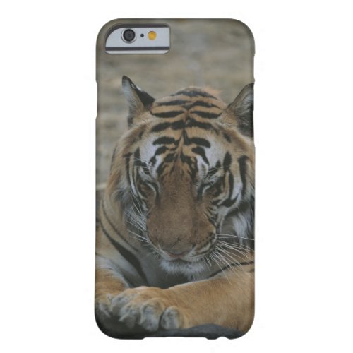 Sleeping Tiger Barely There iPhone 6 Case