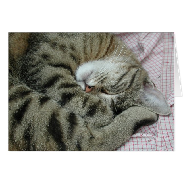 Sleeping Tiger-Cat Cards (Front Horizontal)