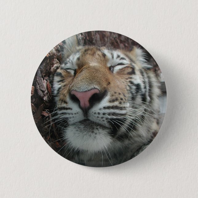 Sleeping Tiger Pinback Button (Front)