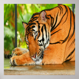 Sleeping Tiger Poster