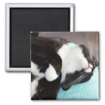 sleeping tuxedo cat chin view kitty image magnet