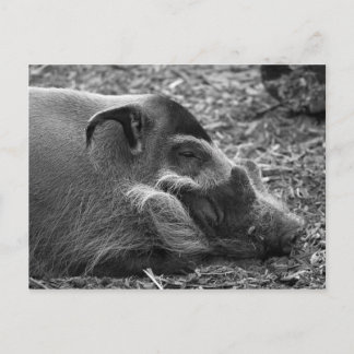 "Sleeping Vietnamese Hog" Postcard
