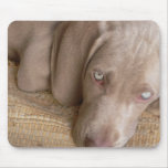 Sleeping Weimaraner Mouse Pad