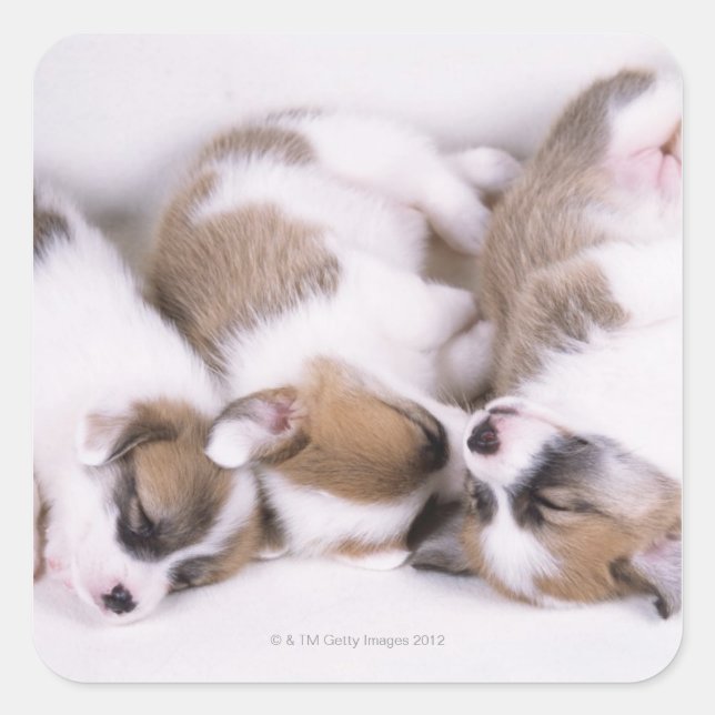Sleeping welsh corgi puppies square sticker (Front)
