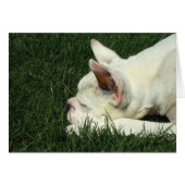 Sleeping white boxer (Front Horizontal)