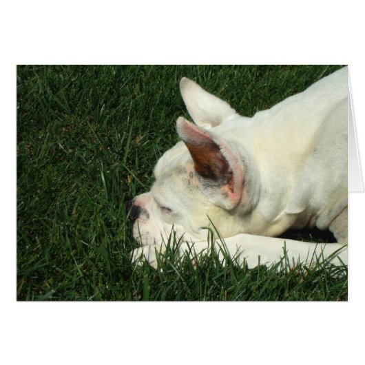 Sleeping white boxer cards (Front Horizontal)