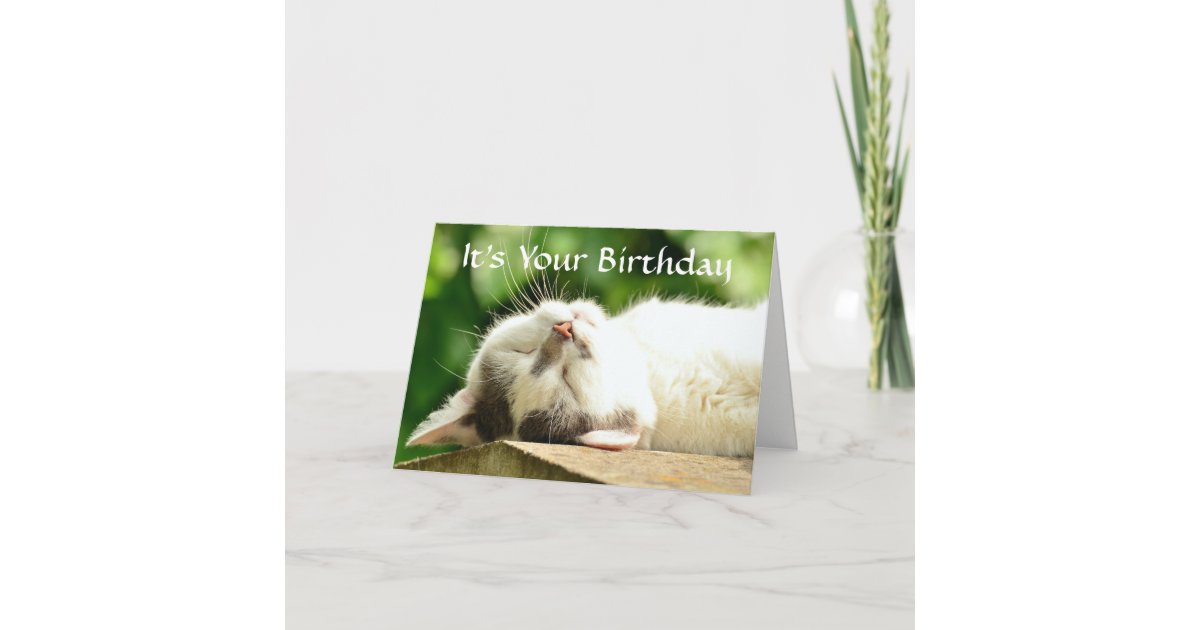 Sleeping White Cat Birthday Card | Zazzle