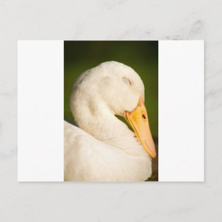 Sleeping White Duck Postcard